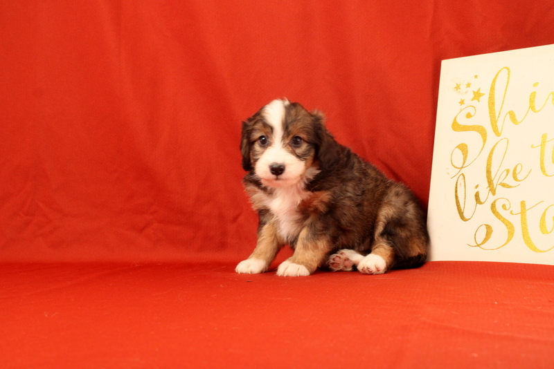 puppy, for, sale, Mini Bernedoodle F2, Matthew B. Stoltzfus, dog, breeder, Gap, PA, dog-breeder, puppy-for-sale, forsale, nearby, find, puppyfind, locator, puppylocator, aca